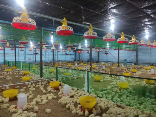 Damly Chicken House Equipment Chicks Radiant Heating Gas Brooder Heater for Poultry Farm